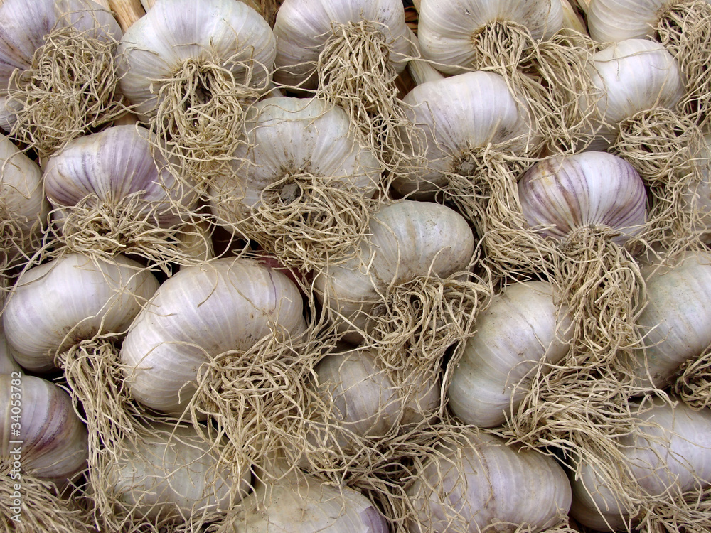 garlic bulbs garlic bulbs