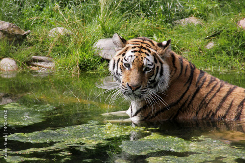 A Tiger taking a bath