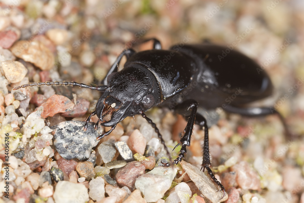 broscus cephalotes broscus cephalotes
