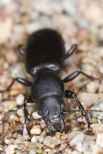 broscus cephalotes photo