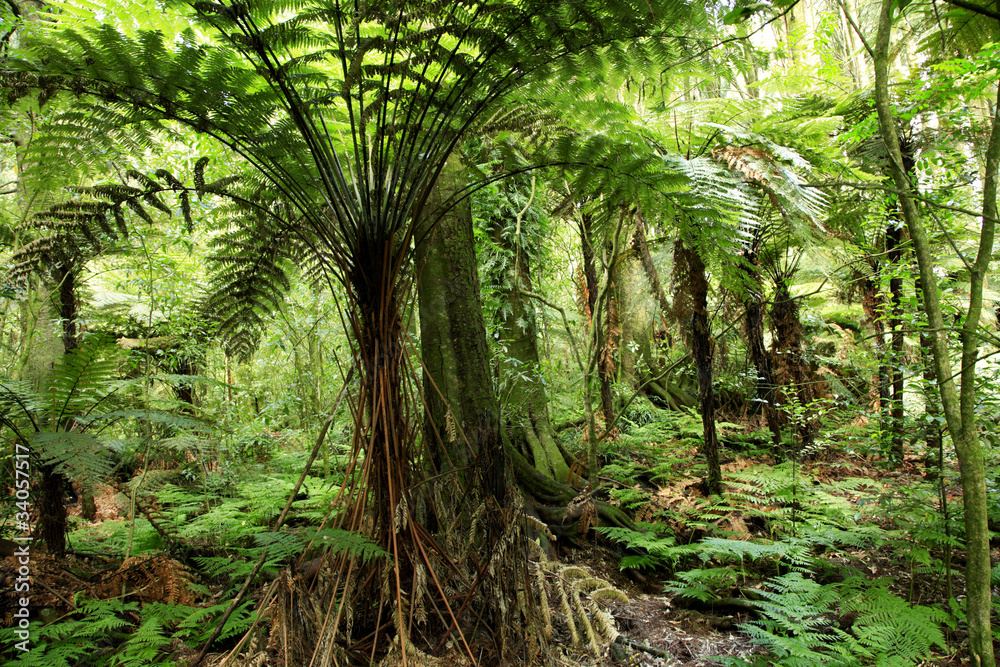 Jungle Jungle