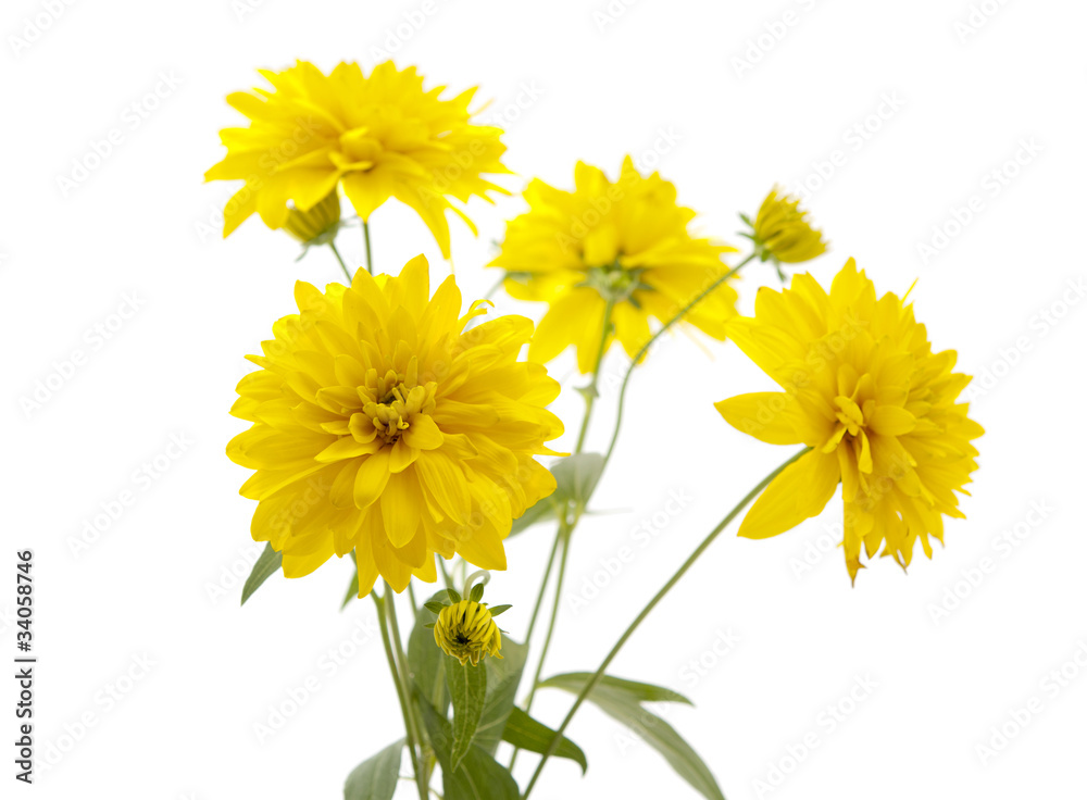Naklejka yellow flower