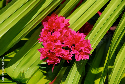 Flora (Seychellen) photo