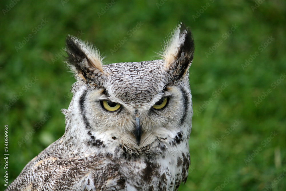Obraz premium long eared owl