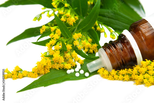 Goldrute, (solidago) als Homeopatisches Medikament photo