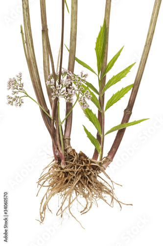 valerian