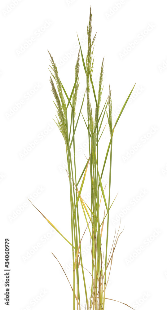 Poa trivialis Poa trivialis