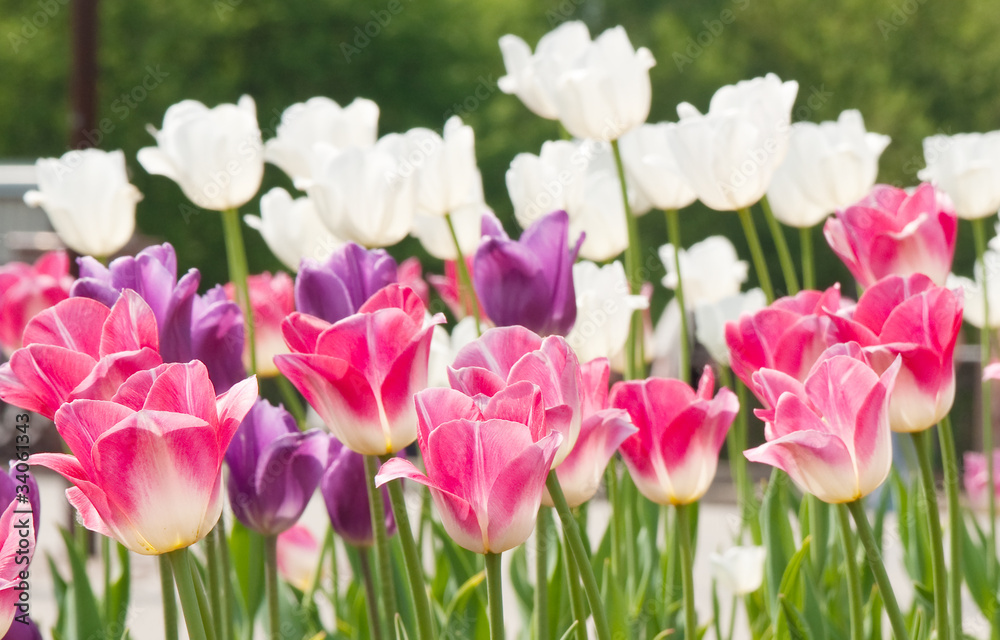 Fototapeta premium tulips