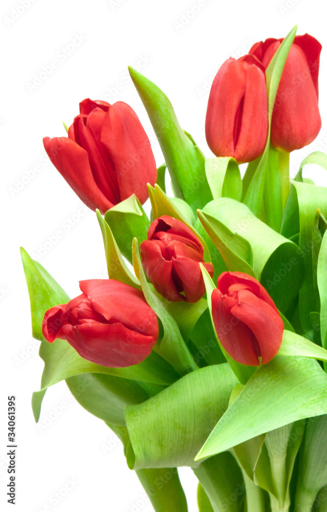 Fototapeta premium tulips
