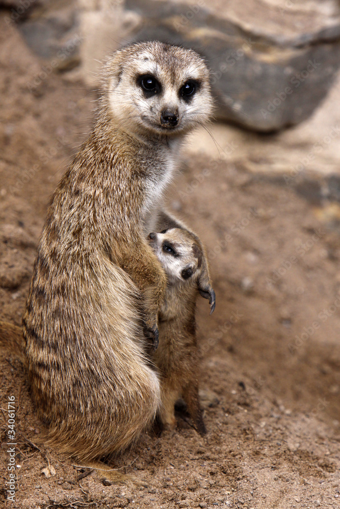 Erdmännchen mit Baby Erdmännchen mit Baby