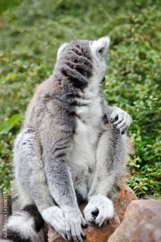 Cute Lemur photo