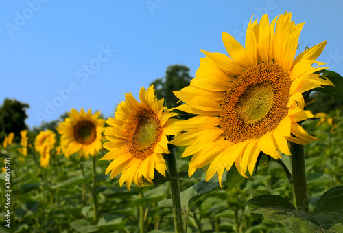 Row of sunflower