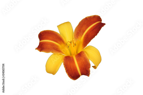 Fleur de Lys Orange