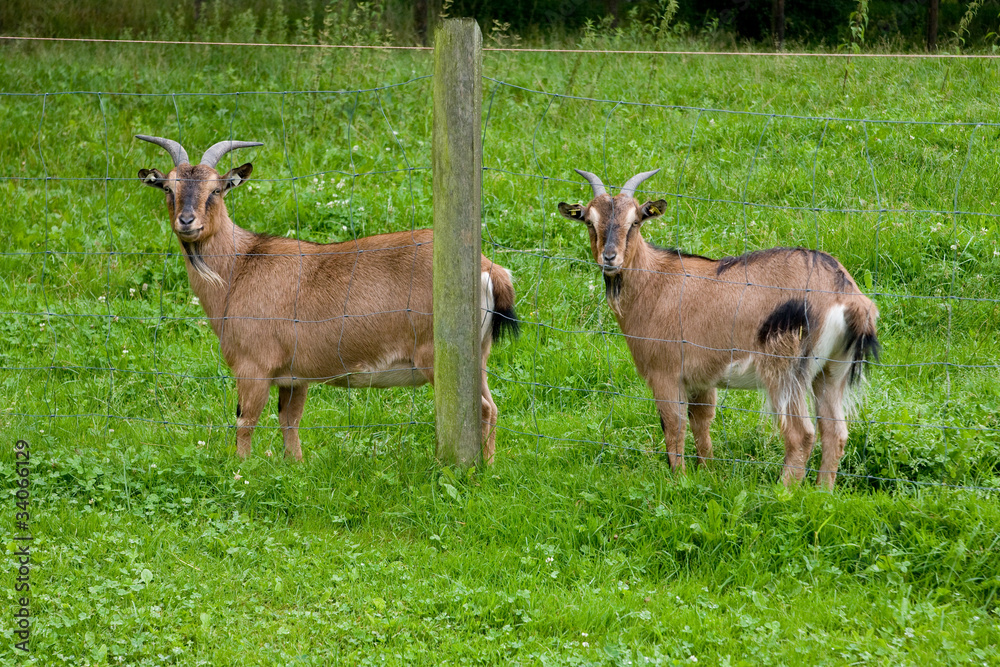 Ziegen