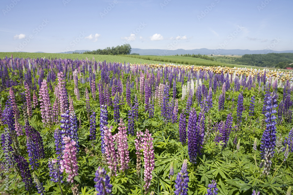 Obraz premium ルピナスと十勝連山