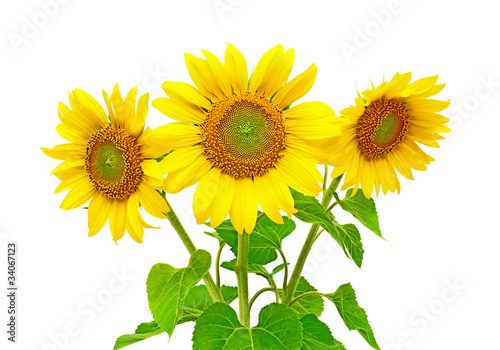 Fototapeta Naklejka Na Ścianę i Meble -  sunflowers on a white background