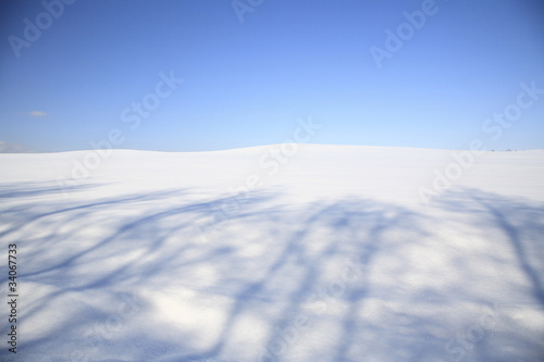 雪原の木の影