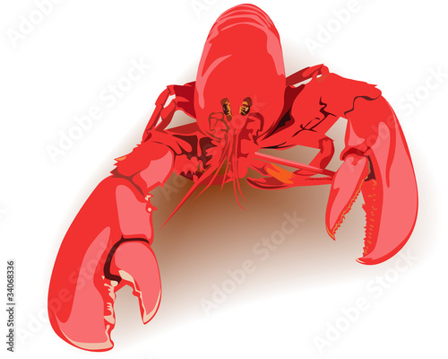 boiled lobster red