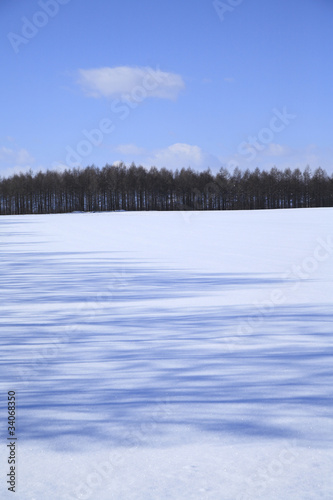 防風林のある雪原風景 © paylessimages