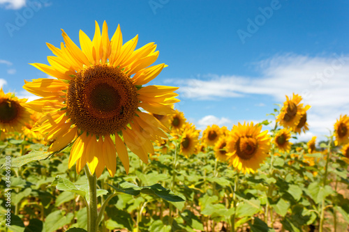 Tournesols