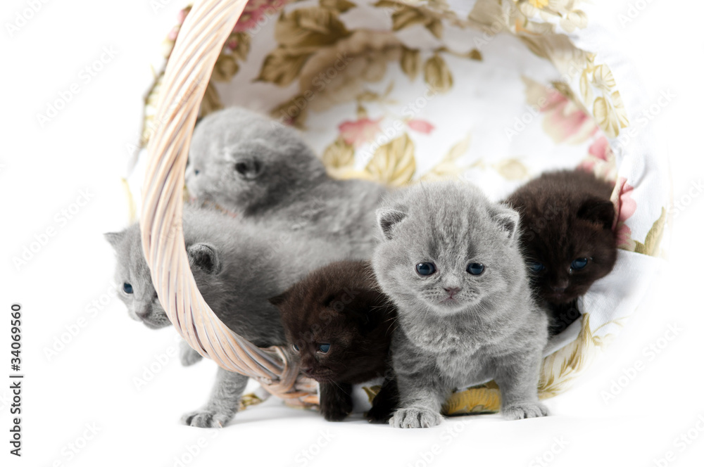 Obraz premium Five british kittens in a wicker basket