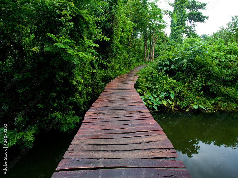 Obraz premium Rope walkway in forest