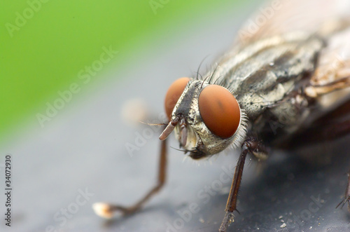 Fly head closeup - supermacro