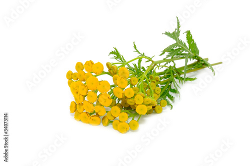 Tansy (Tanacetum Vulgare) Flowers Isolated on White Background