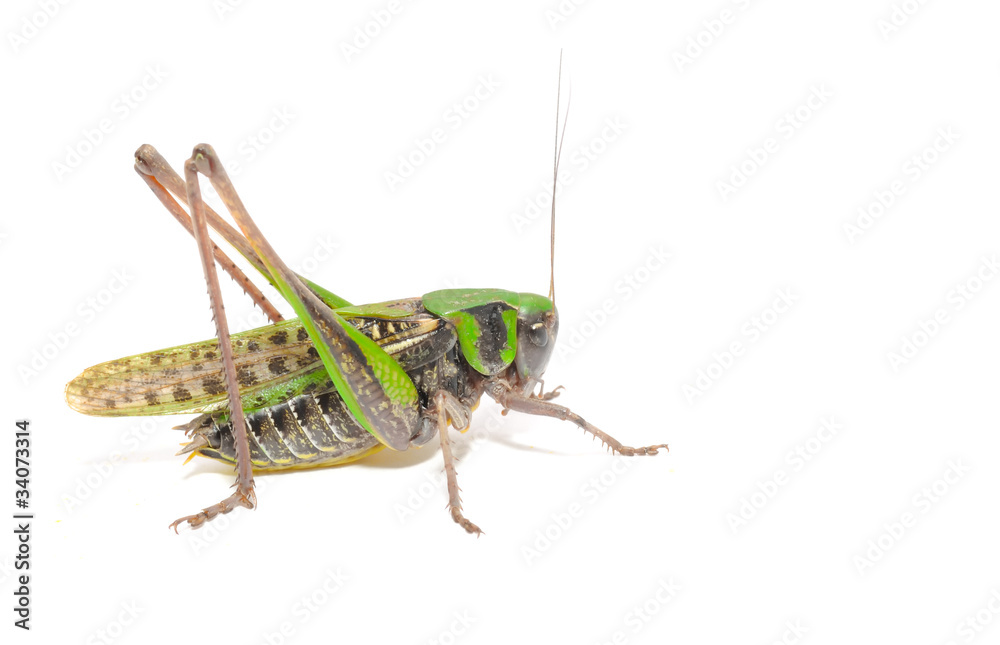 Grasshopper Close-up Isolated on White Background Grasshopper Close-up Isolated on White Background