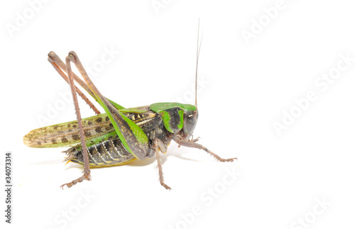 Grasshopper Close-up Isolated on White Background © Vidady