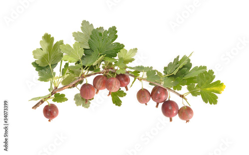 Red berries of a gooseberry