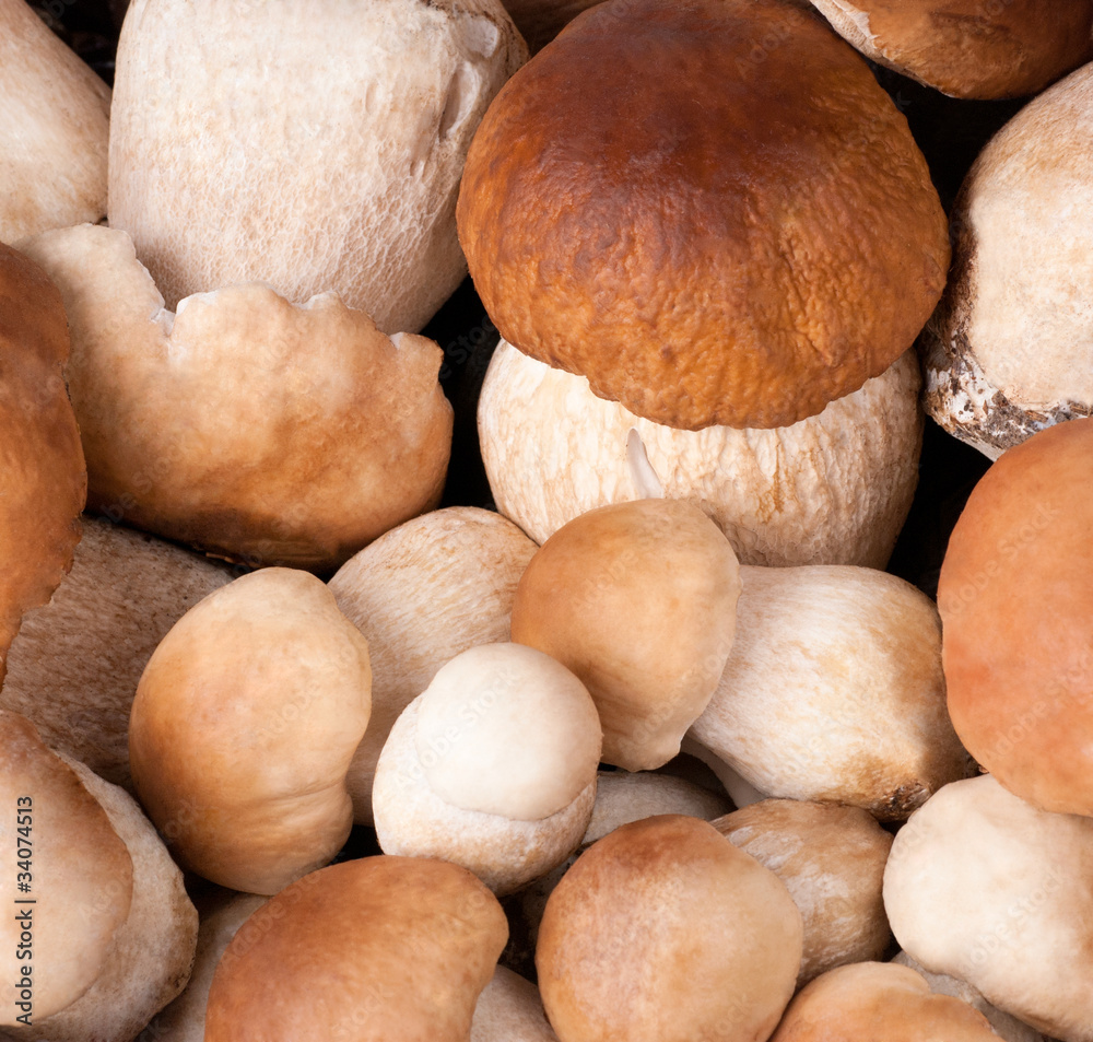 mushroom mushroom