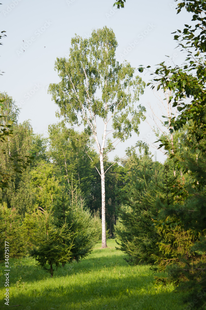 Fototapeta premium forest glade