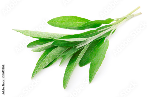 green leaves of sage, isolated on white background