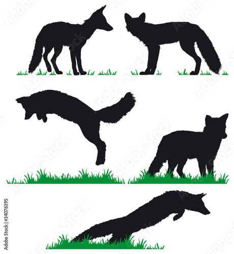 Renard