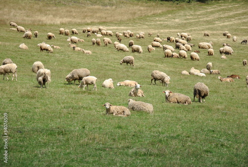Owce © slowmovement