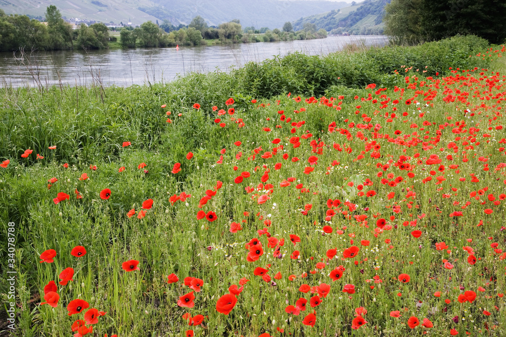 モーゼル川とポピーの花