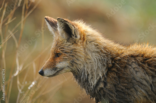 Φωτογραφία Zorro alerta