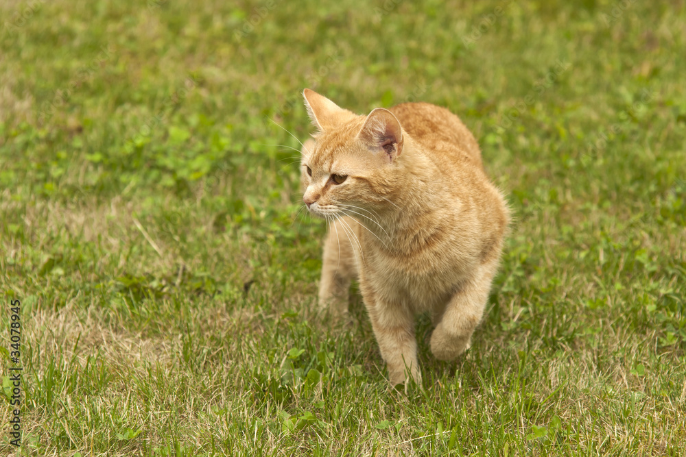 Red cat hunts in the garden