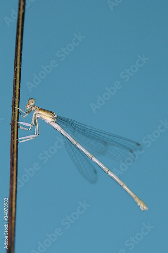 Libélula, anisoptera photo