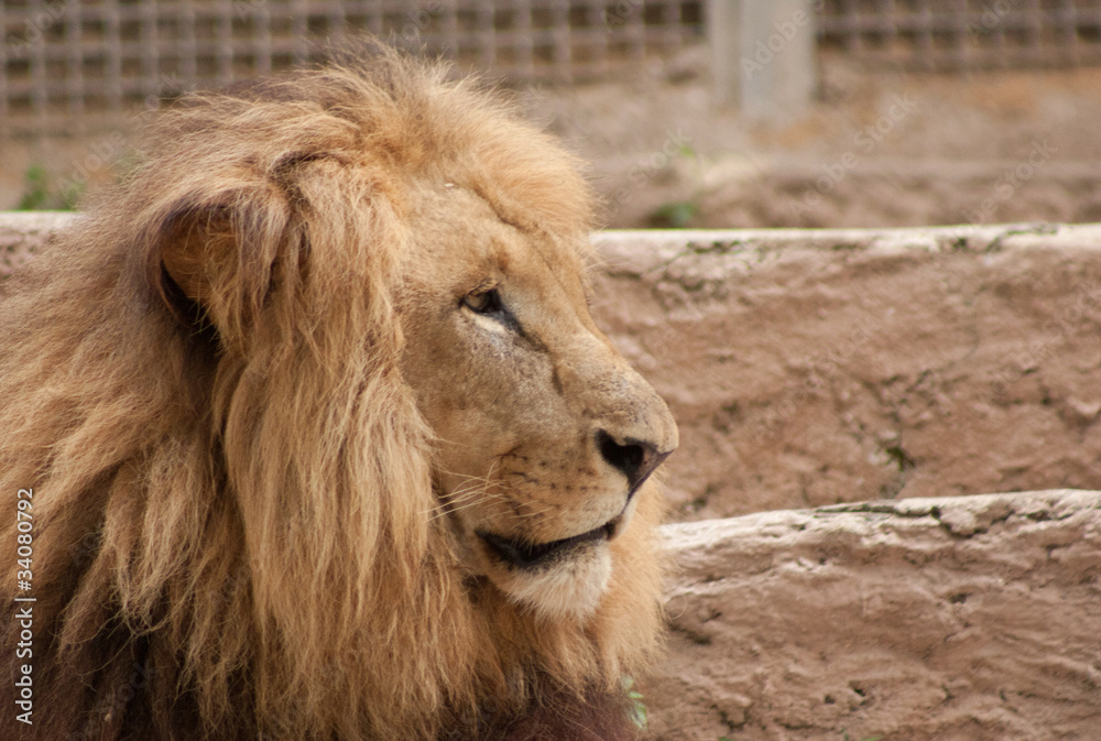 León mirando a la derecha.