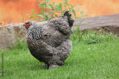Fotografia riesiges Huhn