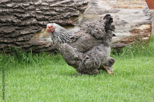 Riesenhuhn photo