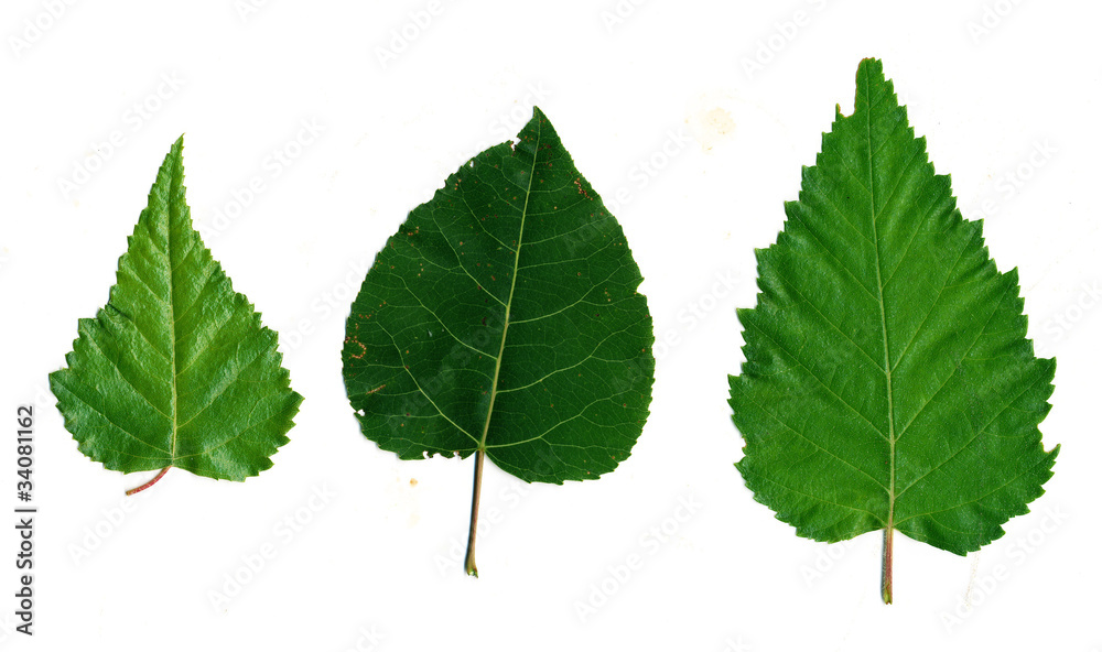 Birch and poplar leaves Stock Photo Adobe Stock