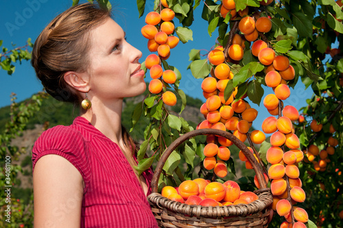 Marillen-Aprikosen Ernte.
