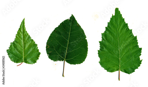 Fotografie, Obraz Birch and poplar leaves