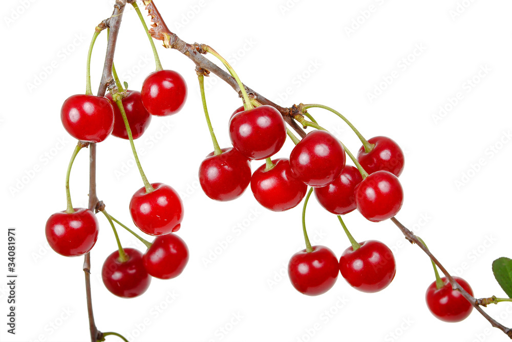 Branch of ripe cherries