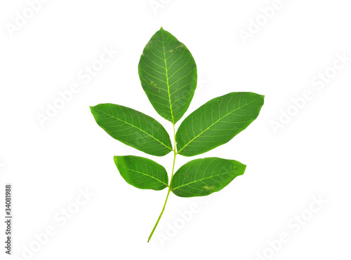 The foliage of walnut, isolated on a white background