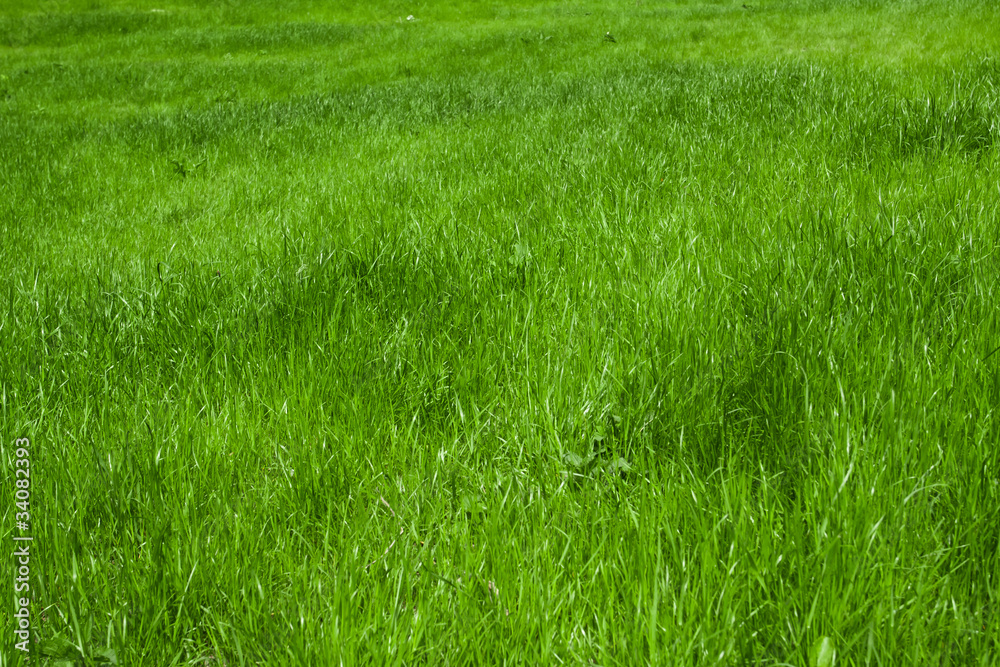 green grass green grass
