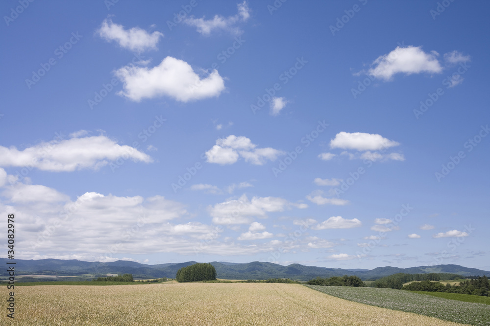 麦畑、麦と雲